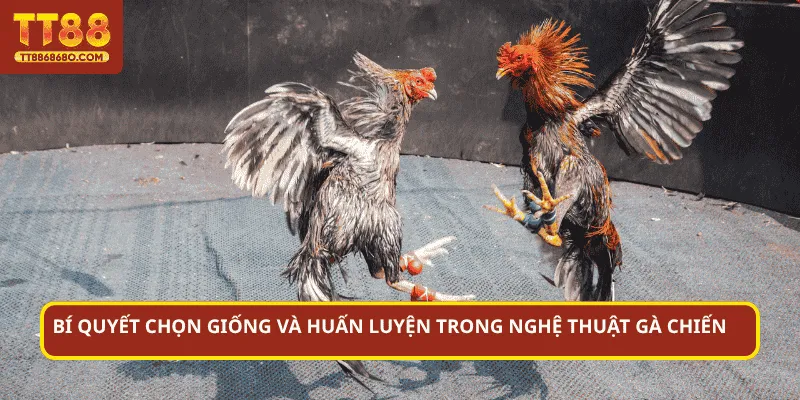 Bí quyết chọn giống và huấn luyện trong nghệ thuật gà chiến