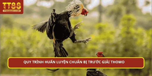 Quy trình huấn luyện chuẩn bị trước giải Thomo